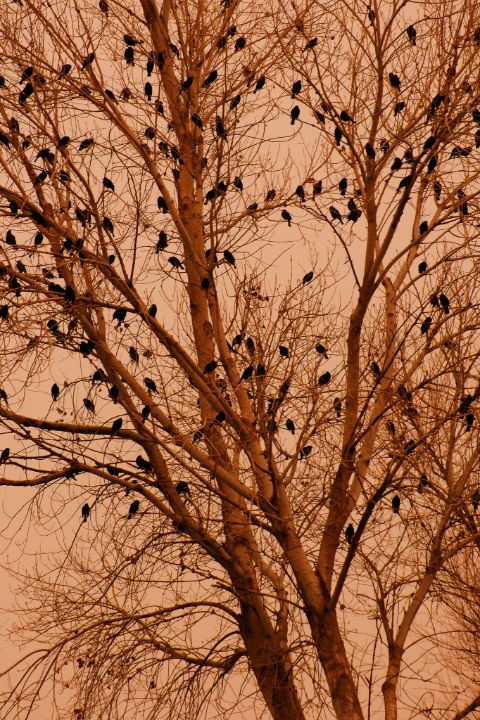 A Hundred Blackbirds - Lynn Gulyash, Gulyashart