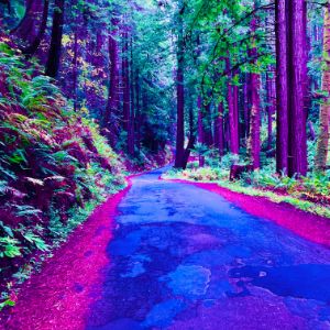 Canyon, Redwoods, Road