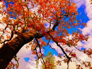 Oak tree in Autumn Colors