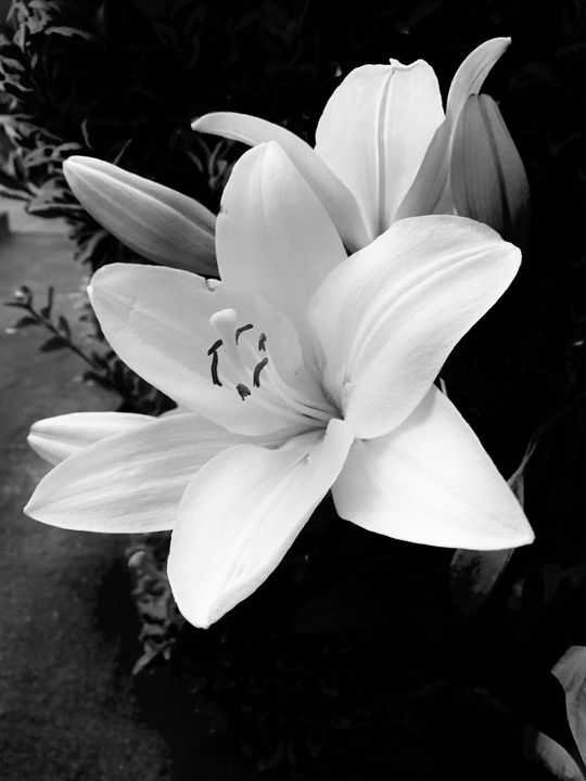 Mother Daughter Hale Kai Set in Midnight Bloom main image 1