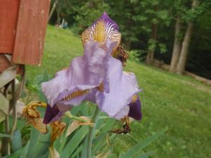 Iris summer