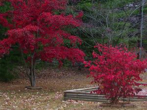 Fall beauties