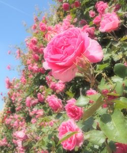 Rosen in Königgrätz