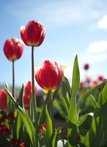 Tres Tulipanes