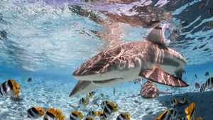 Black Tip Sharks Bora Bora