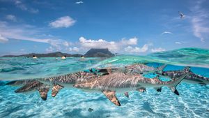 Black Tip Sharks Bora Bora