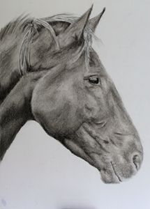 Black Horse - Mark Docker - Drawings & Illustration, Animals, Birds ...