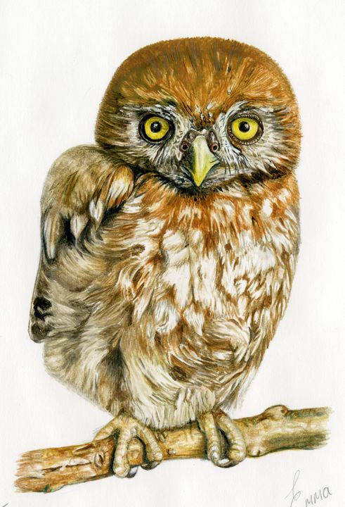 Pearl Spotted Owlet - Emma Mooring - Paintings & Prints, Animals, Birds ...