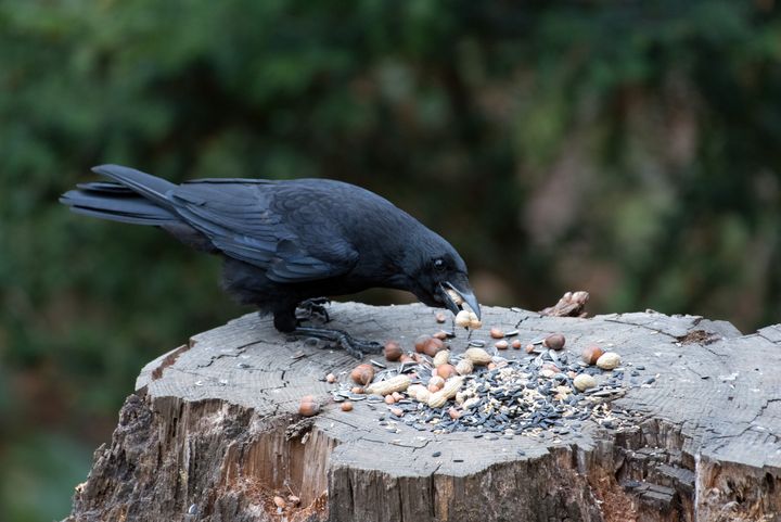 Carrion Crow Going Nuts Monksart Photography Animals Birds