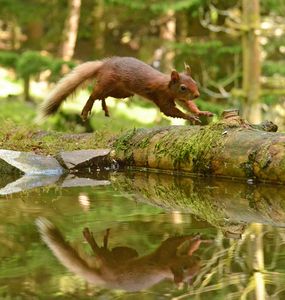 Red Squirrel Leaping - MonksArt