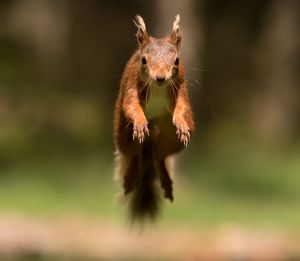 Incoming Red Squirrel - MonksArt