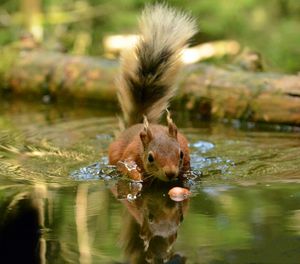 Splashy Squirrel - MonksArt