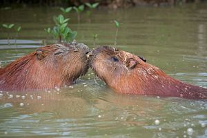 Capybara Kiss - MonksArt