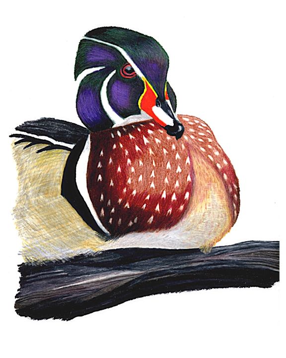 Details about   Second Nature Design Wood Duck Eurasian Teal Signed 6.2” Wildlife Collectibles 