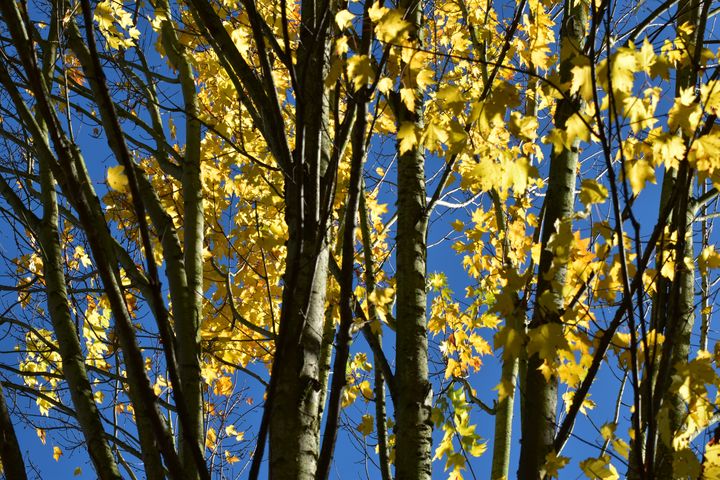 Trees in Fall - Skylar