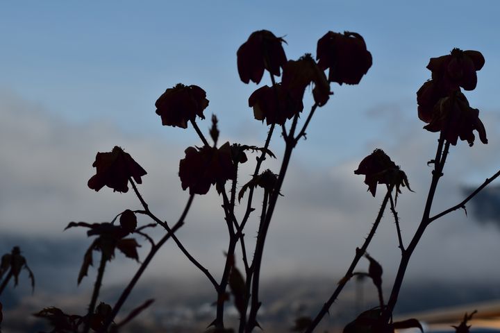 Flowers in Wenatchee - Skylar