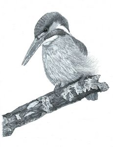 Color pencil art - Hems - Drawings & Illustration, Animals, Birds, & Fish,  Birds, Kingfisher - ArtPal