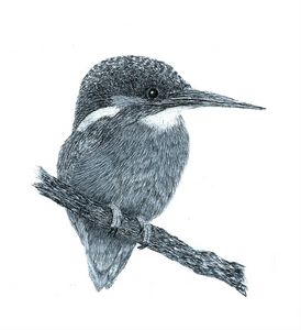 Color pencil art - Hems - Drawings & Illustration, Animals, Birds, & Fish,  Birds, Kingfisher - ArtPal