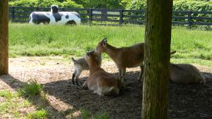 Baby Goat & Family