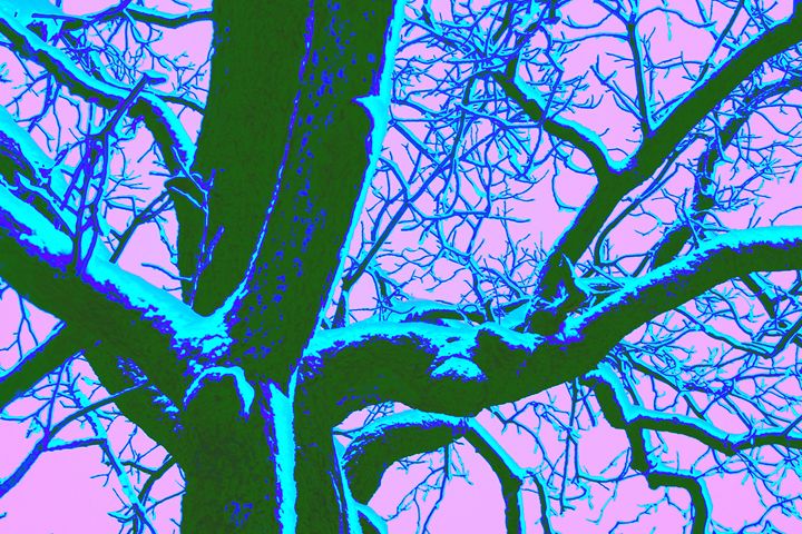 Winter Chestnut - David Fleming Photographs