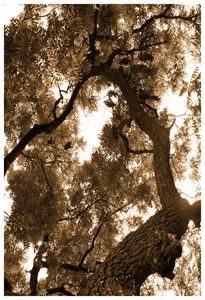 Chestnut Sky