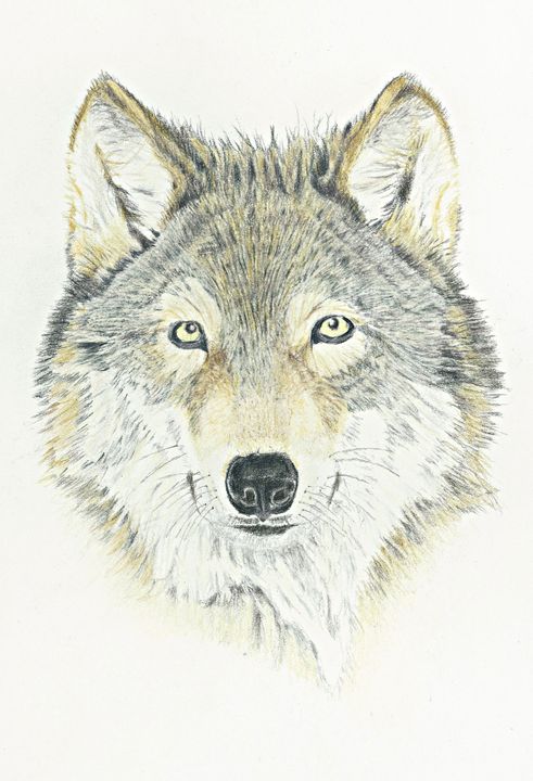 gray wolf drawing colored