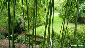 Bamboo in a park