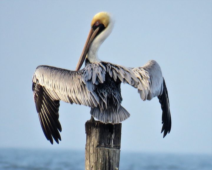 Pelican - RLKetner Kreations