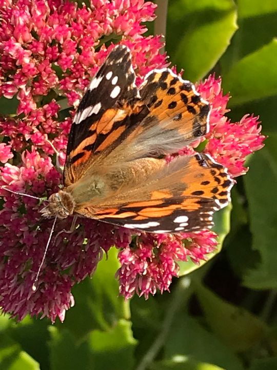 Flutter By - RLKetner Kreations