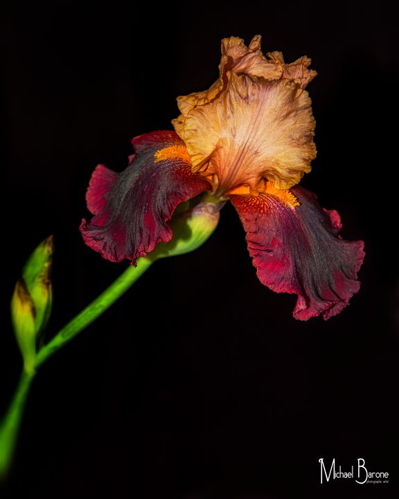Velvet Iris - Michael Barone Photography