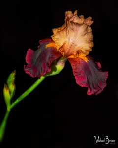 Velvet Iris