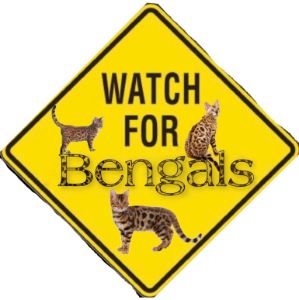 Watch for Bengals - Morbid Couture