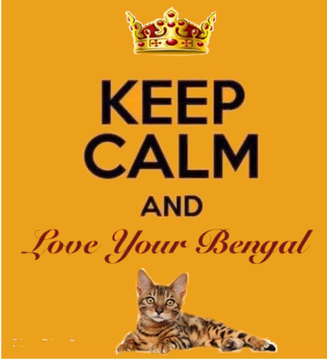 Keep Calm and Love Your Bengal - Junie