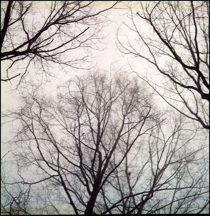 Winter 1 - Marcia Treiger