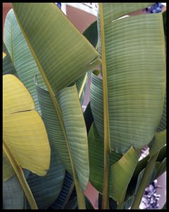 Palm Harmony