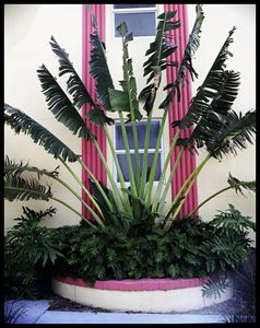 Palm Curtains