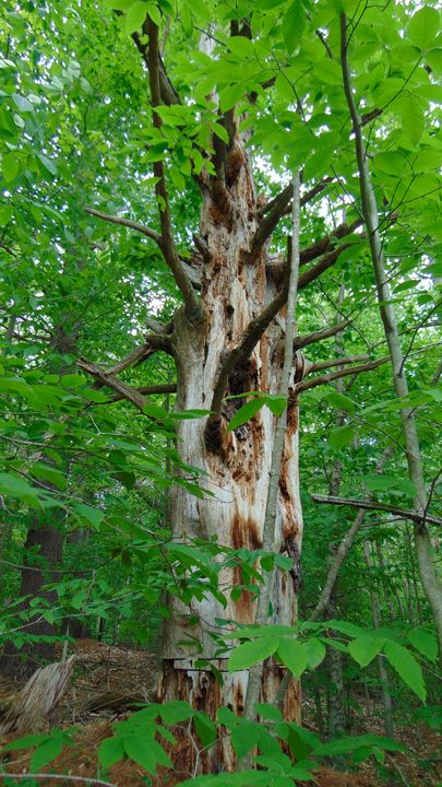 Perception Tree Dead tree - Optical Perceptions - Photography, Landscapes & Nature ...