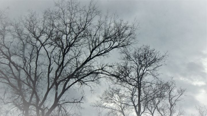 Cloudy day tree line - Optical Perceptions