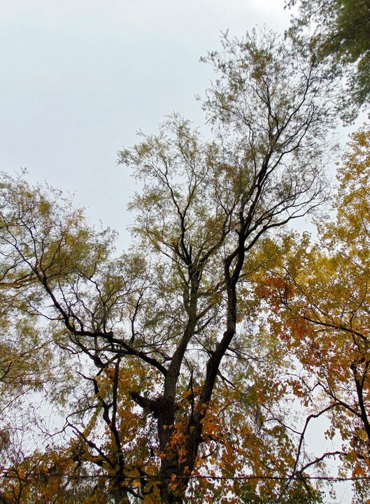 fall treeline - Optical Perceptions