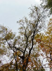 fall treeline