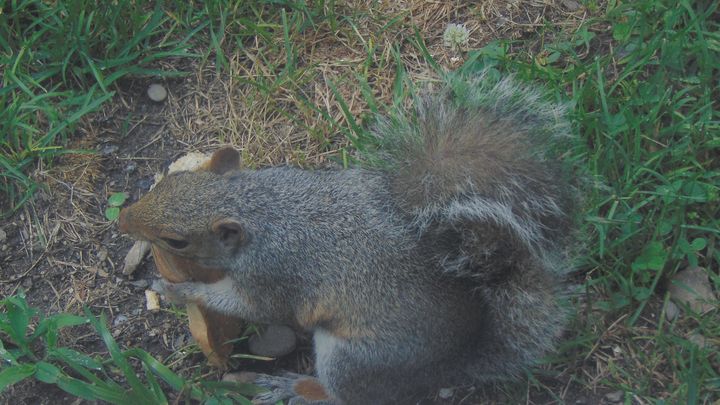 eating Squirrel - Optical Perceptions
