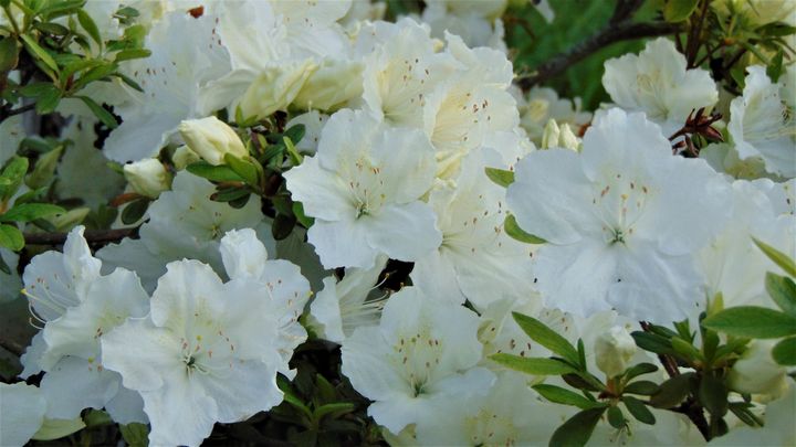White Spring Flowers - Optical Perceptions