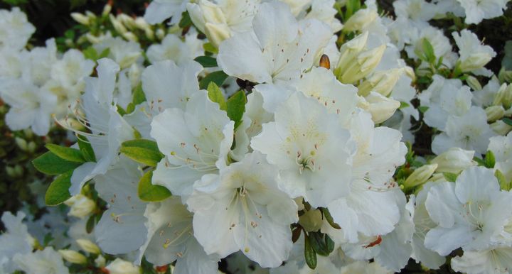 White Spring Flower2 - Optical Perceptions