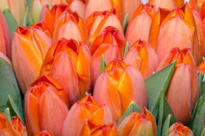Bouquet of red and orange tulips - Evelina Vinogradskaya