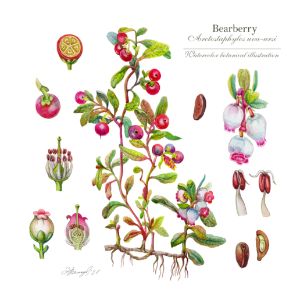 Bearberry shrub