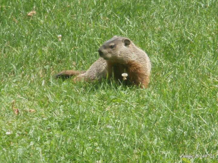 Groundhog Summer - ZuminStudios
