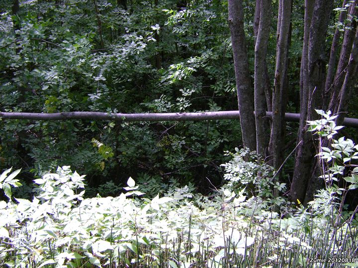 Sunlight Forest - ZuminStudios