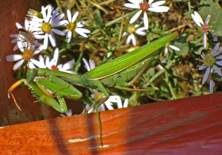Pretty Mantis - ZuminStudios