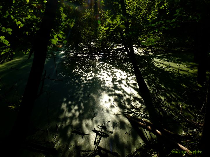Shadow Swamp - Nuclear Jupiter Photography - Photography, Flowers ...