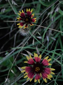 Wild Flowers